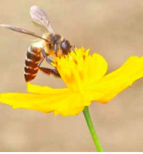 types of bees in philippines|Beekeeping Series, Part 2: The Common Honey .